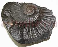 Shaligram 10763 85gm